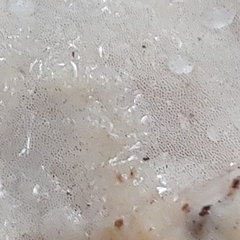 Flaviporus liebmannii