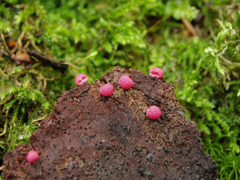 Lycogala exiguum