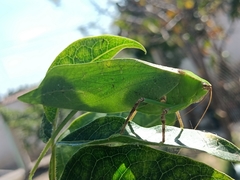 Stilpnochlora thoracica