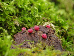 Lycogala exiguum