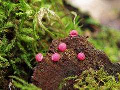 Lycogala exiguum