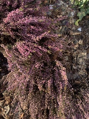 Calluna vulgaris