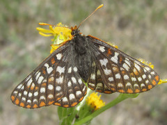 Euphydryas anicia bernadetta