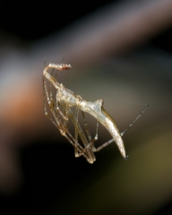 Rhomphaea