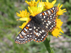 Euphydryas anicia bernadetta