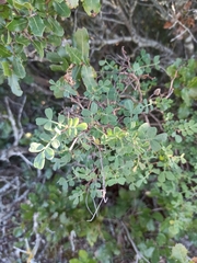 Coronilla valentina