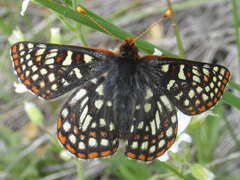 Euphydryas anicia bernadetta