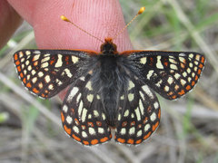 Euphydryas anicia bernadetta