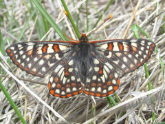 Euphydryas anicia bernadetta