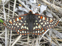 Euphydryas anicia bernadetta