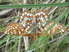 Euphydryas anicia bernadetta