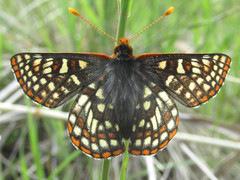 Euphydryas anicia bernadetta