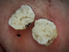 Reddellomyces westraliensis