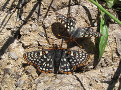 Euphydryas anicia bernadetta