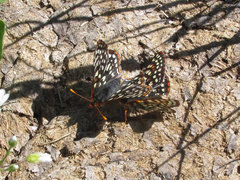 Euphydryas anicia bernadetta