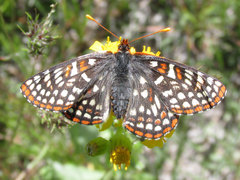 Euphydryas anicia bernadetta
