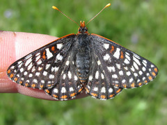 Euphydryas anicia bernadetta