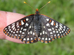 Euphydryas anicia bernadetta