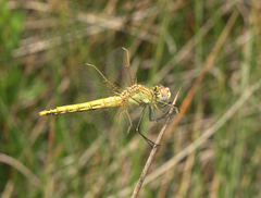 Sympetrum fonscolombii