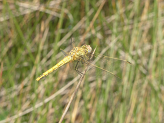 Sympetrum fonscolombii