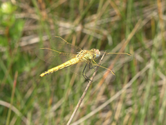 Sympetrum fonscolombii