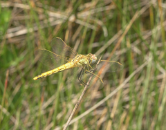Sympetrum fonscolombii