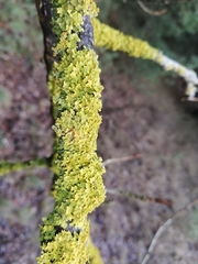 Xanthoria parietina