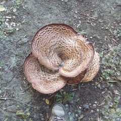 Cerioporus squamosus