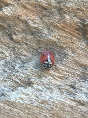 Adalia angulifera