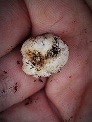 Reddellomyces westraliensis