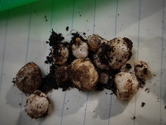 Reddellomyces westraliensis