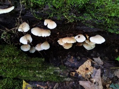 Hohenbuehelia angustata