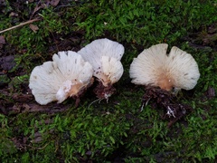 Hohenbuehelia angustata