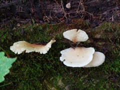 Hohenbuehelia angustata