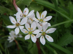 Allium subhirsutum