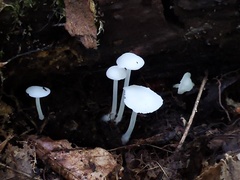 Resinomycena rhododendri
