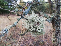 Evernia prunastri