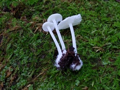 Resinomycena rhododendri