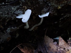 Resinomycena rhododendri
