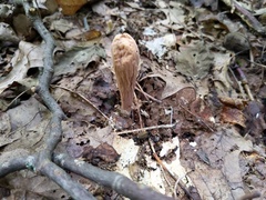 Clavariadelphus americanus