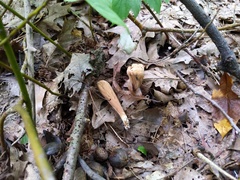 Clavariadelphus americanus