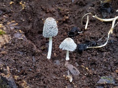 Coprinopsis jonesii