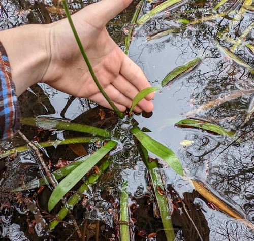 Image of Sagittaria chapmanii by no rights reserved