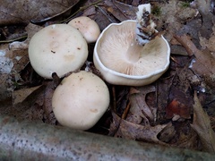 Leucopaxillus laterarius