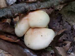 Leucopaxillus laterarius