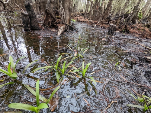 Image of Sagittaria chapmanii by no rights reserved