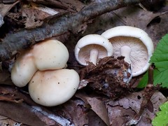Leucopaxillus laterarius