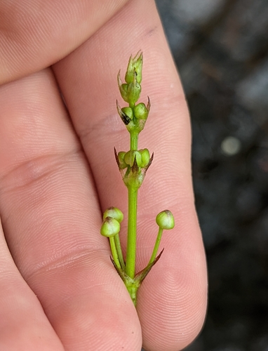 Image of Sagittaria chapmanii by no rights reserved