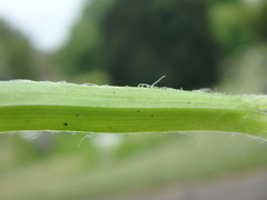Allium subhirsutum
