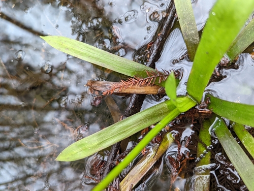 Image of Sagittaria chapmanii by no rights reserved